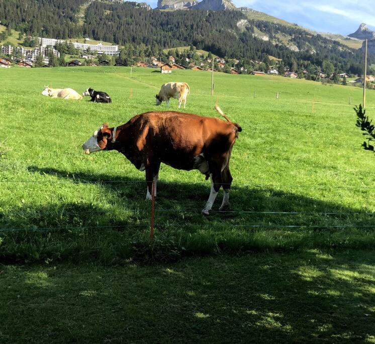 Apartment Dans Un Avec Jardin Privatif Leysin
